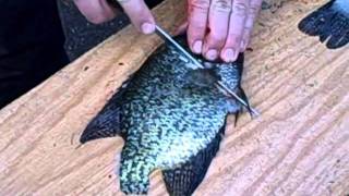 Its a bitch cleaning a fish with a dull knife!