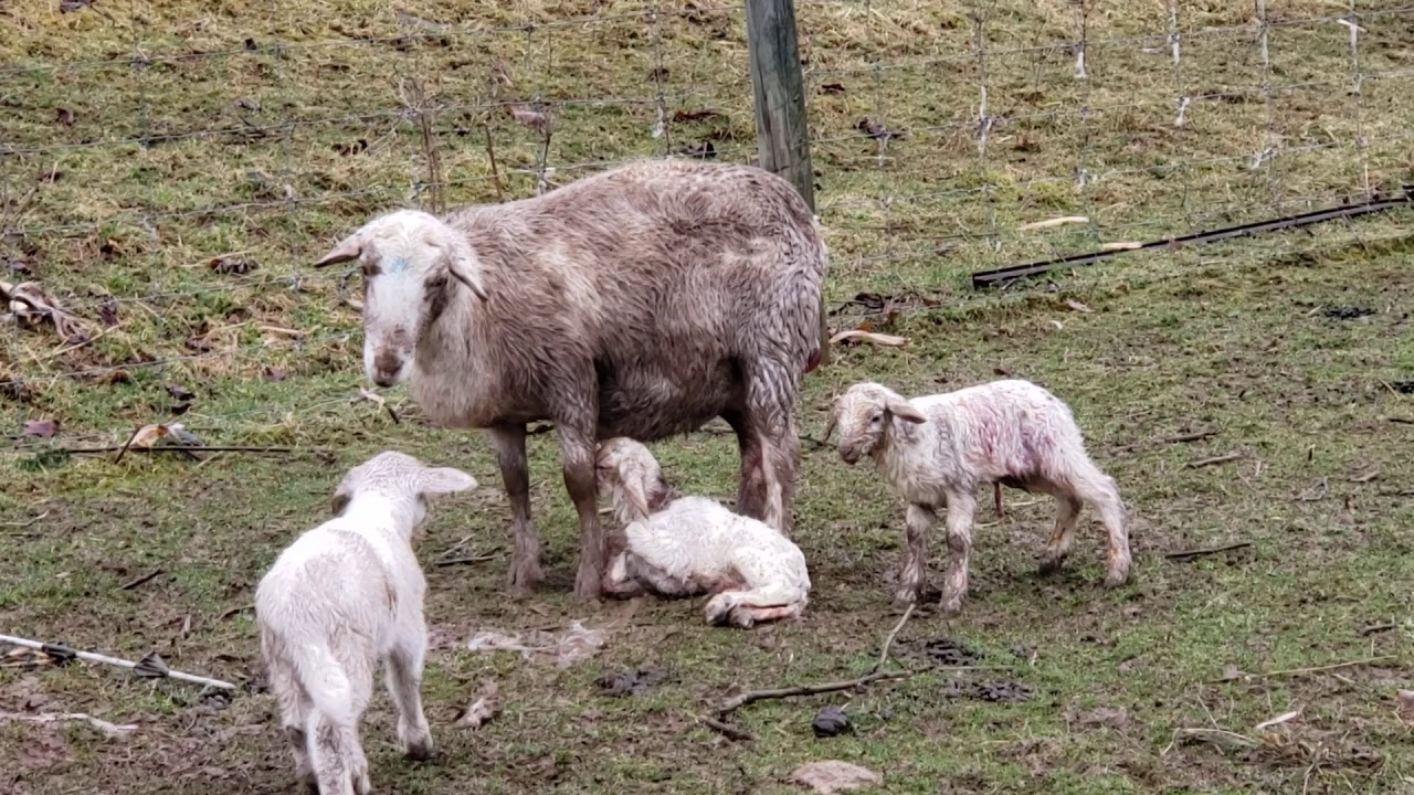 Sheep Giving Birth YouTube sheep-giving-birth-youtube