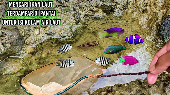 MENCARI IKAN DI PANTAI UNTUK ISI KOLAM AIR LAUT
