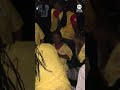 Ghanaian fans celebrate country’s World Cup draw with England #news #sports #fifaworldcup #ghana