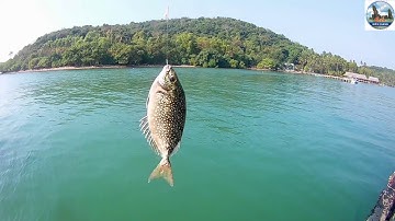 27 | Câu cá biển trên bè nuôi cá bóp của ngư dân | Fishing