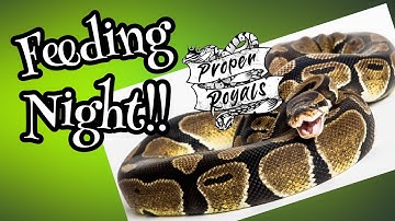 Snake Feeding Night! Ball Python strikes in Slow Motion!