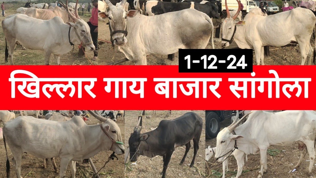 सांगोला खिल्लार गाय बाजार / Sangola Khillar Cow Market / चालू बाजारभाव 1 डिसेंबर 2024