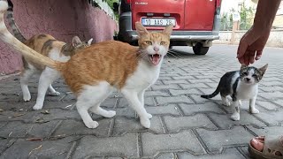 Stray cats meowing very loudly are very hungry