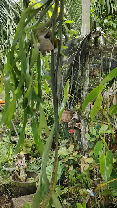 bunga kegemaran ramai