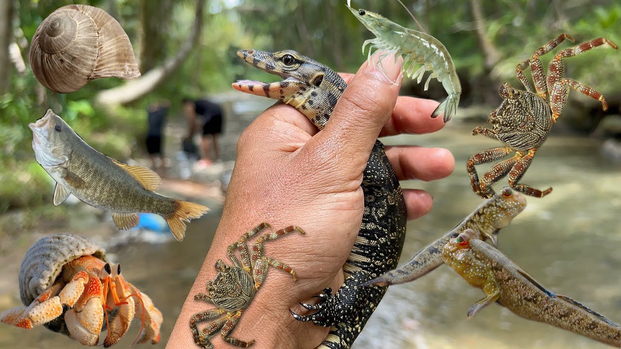 Catch the baby dragon that lives in the river mouth