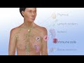 Immunotherapy: How the Immune System Fights Cancer