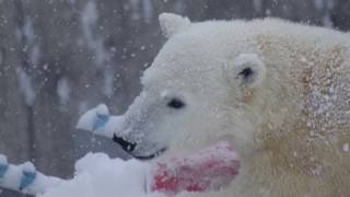 大雪でも元気！ホッキョクグマ~Polar Bear is playing in heavy snow
