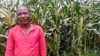 JIFUNZE KILIMO BORA CHA MAHINDI 0763907521