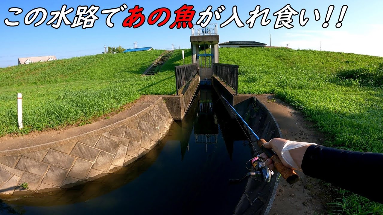 この水路であの魚が入れ食い！！そして久々にあの魚も釣れました♪