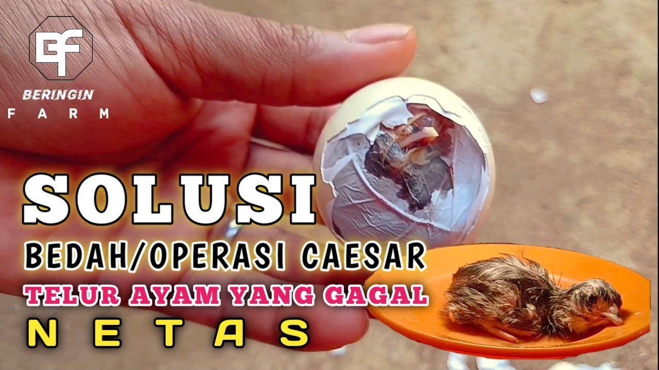 Solusi Bedah Operasi Caesar Ayam Telur Yang Gagal Netas YouTube