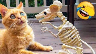 Funny Animal Videos 2023😂 - Funniest Dogs and Cats Videos😀