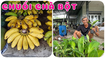 Cây Chuối Chà Bột cấy mô | 0386569374 - Ngọc Ngân Bến Tre | Chuyên cây độc lạ