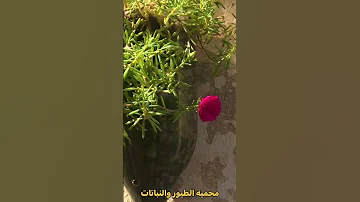 زراعة ورد الصباح 