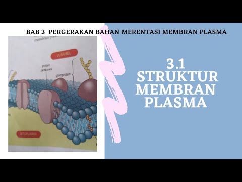 Video: Mengapakah sisi membran penting?