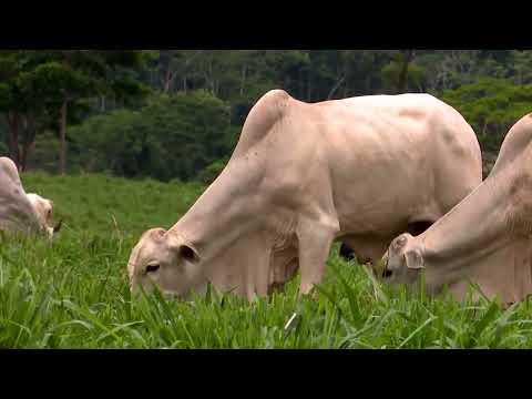 BRACHIARIA HUMIDICOLA E CAPIM LLANERO: SAIBA COMO DEVE SER O MANEJO E O PLANTIO IDEAL