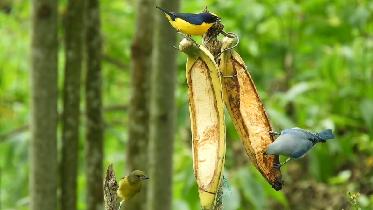 Avian Harmony: Relaxing Bird Songs for Serenity