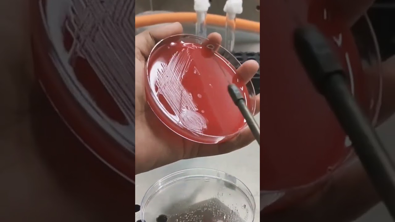 Subculturing of bacteria by loop method #trendingshorts #pharmacutical #pharma #machine #practical