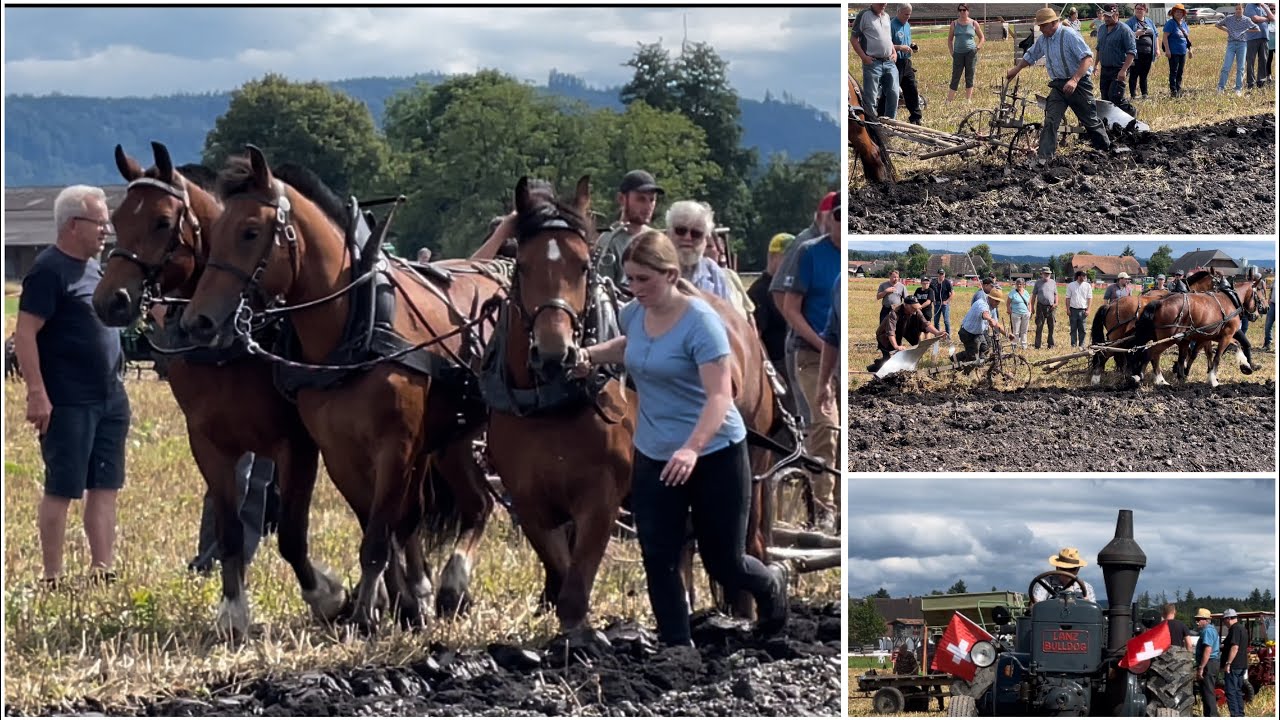 Pflügen mit Pferdegespann