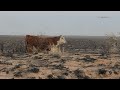 Quay County declares disaster after May fires scorch ranch lands