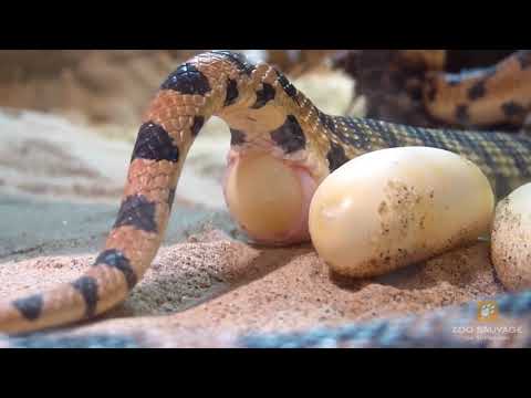 Vidéo: Les serpents pondent-ils des œufs ?