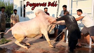 Major You Will Be Missed  - My Eid Ul Adha Vlog 03 - Dangerous Cow Qurbani 2023 - Major Ka Nakhra