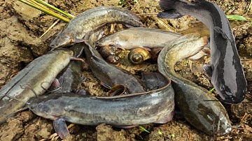 Săn cá trê đồng, cá chép vàng, ốc, cua đồng, các loại cá nước ngọt, cá koi, cá  trăm, cá rô, cá sộp