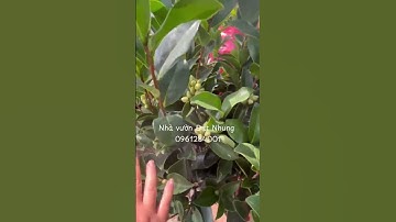 Trà my tứ quý với nhiều ưu điểm, hoa cho quanh năm. Hoa nở siêu bền luôn, màu đỏ rực rỡ cánh kép