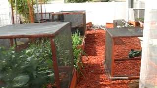 Vegetable garden 5.avi