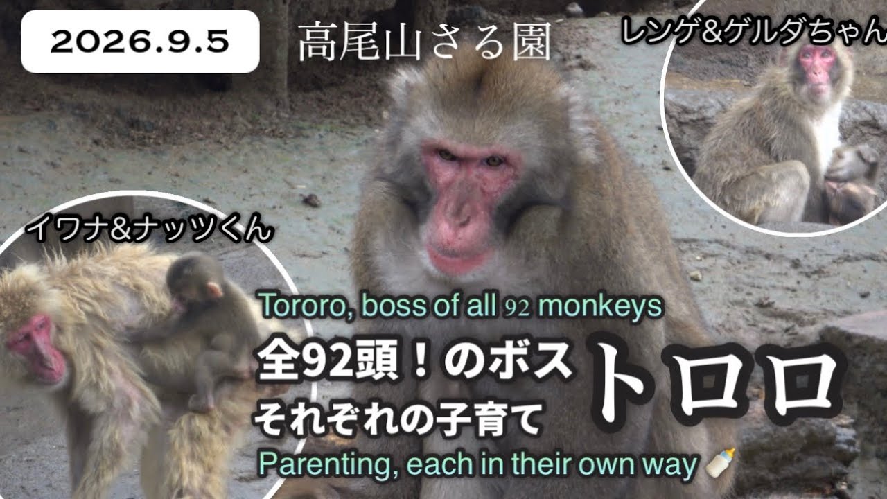 高尾山さる園】穏やかなニホンザル達/餌やり（一部） - YouTube