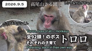 高尾山さる園】穏やかなニホンザル達/餌やり（一部） - YouTube