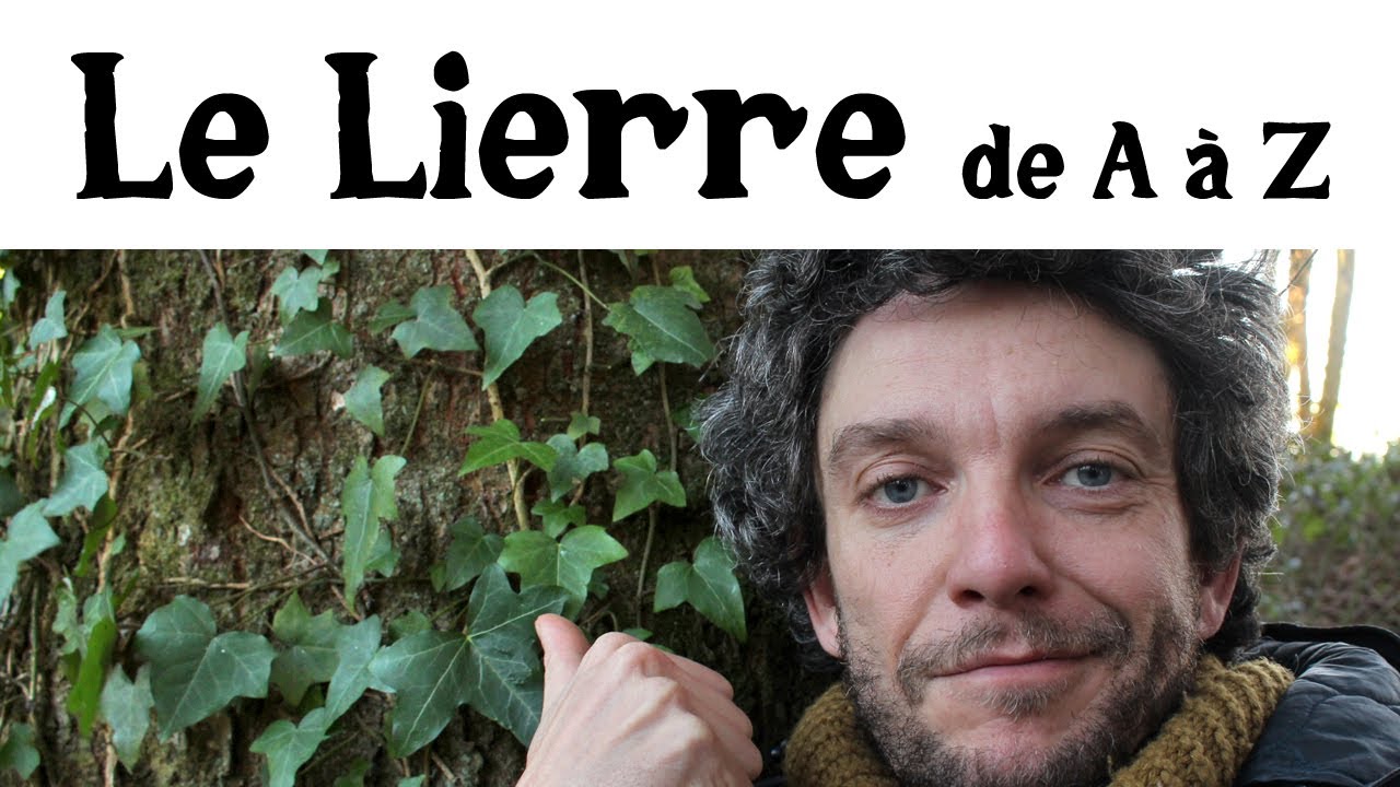 Le Lierre de A à Z (presque)