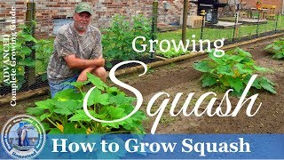 HD How To Grow Yellow Crookneck and Zucchini Squash