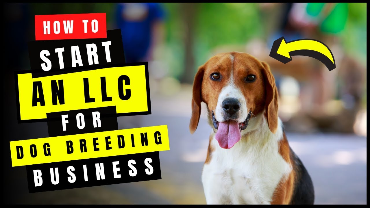 LLC for Dog Breeding & Training Business How to Start a Dog Training