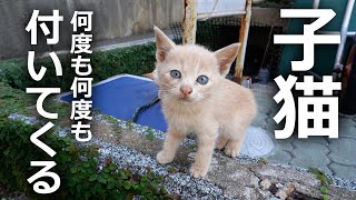 【寂しかった】何度も何度も付いてくる野良猫たちその結果…