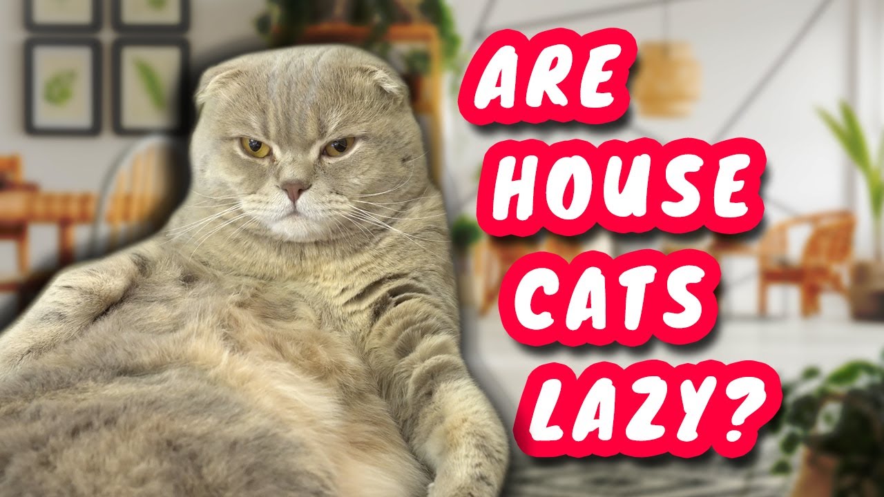 Does My Indoor Cat Get Enough Exercise YouTube
