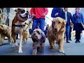 Making friends with dogs | Pets: Wild At Heart | BBC Earth Kids