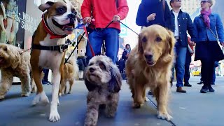 Making friends with dogs | Pets: Wild At Heart | BBC Earth Kids