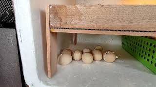 My Diy Styrobox Incubator