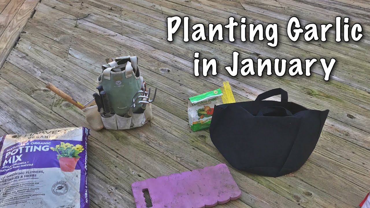 Zone 7b Planting Garlic in January YouTube