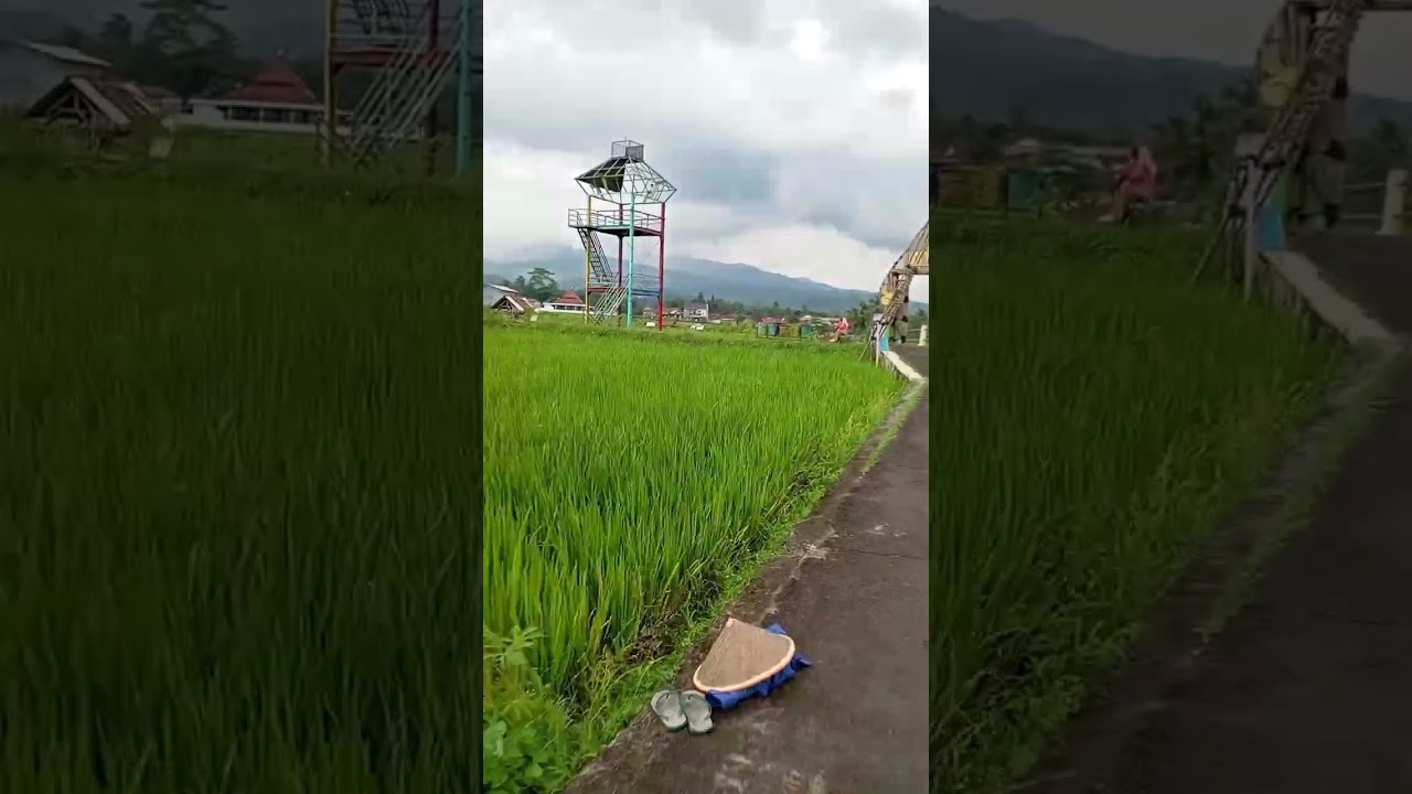 Keindahan pematang sawah wanasigra yg mau k jembatan pelangi 