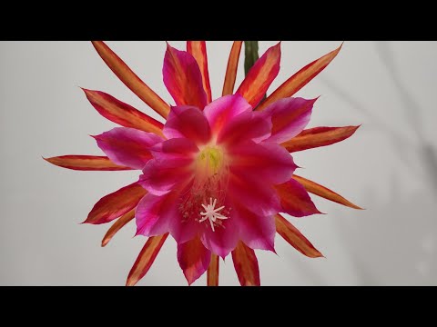 Epiphyllum Flower Blooming Timelapse