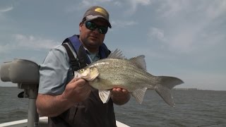Giant WhiteBass screenshot 1