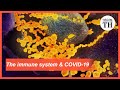 The immune system's response to a coronavirus attack