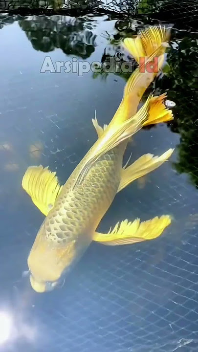 Ikan koi slayer emas termahal