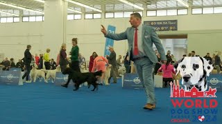 Flat Coated Retriever, WDS 2024, Dogs by Dog Show Video 126 views 2 days ago 16 minutes