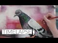 Drawing a pigeon in soft pastel  timelapse art