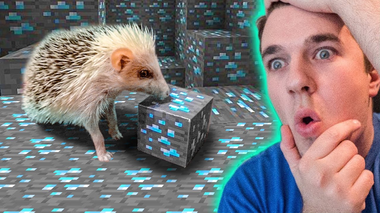 TRENIRAMO NAŠEG JEŽA DA IGRA MAJNKRAFT!