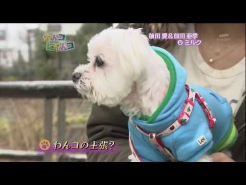 わんコにゃんコ 20090322 【前田 愛、亜季】