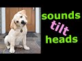 Sounds That Tilt a Dogs Head ~ Sounds Dogs Love